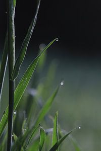 Gras Perlen