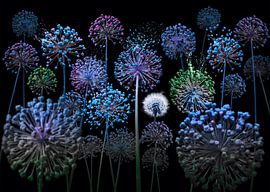 Allium fantasia by Olaf Bruhn