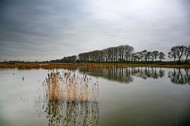 Stillness in the new Dordtse Biesbosch by Willem Woudenberg / Photobywim