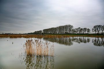 Stille im neuen Dordtse Biesbosch von Photobywim Willem Woudenberg