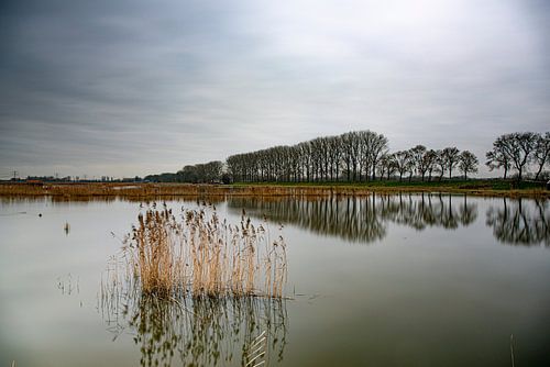 Verstilling in de nieuwe Dordtse Biesbosch