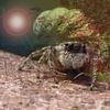 Tarantula by Andreas Schulte
