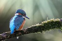 Ijsvogel