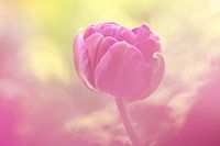 Roze tulp