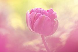Pink tulip by Gretha Andeweg
