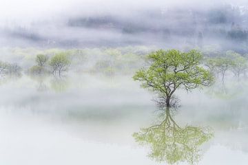 Dreamy tree, SUNTARARAK SAOWANEE by 1x