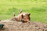 Horse heeft een rolletje gemaakt op de long shot.