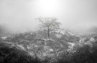 The Lonely Fading Tree by Steffon Reid thumbnail