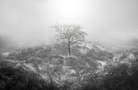 The Lonely Fading Tree
