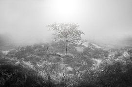 De Eenzame Vervagende Boom van Steffon Reid