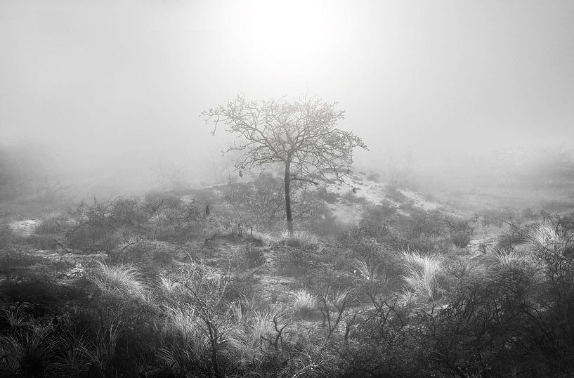 The Lonely Fading Tree by Steffon Reid