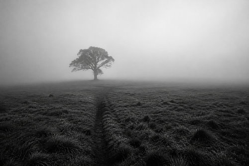 The Last Tree