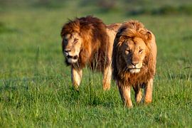 Spaziergang von Peter Michel