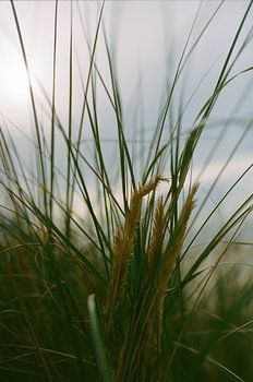 Palmengras auf Texel