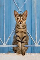 Kitten in een blauw hek