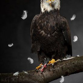 American Eagle by Fronika Westenbroek