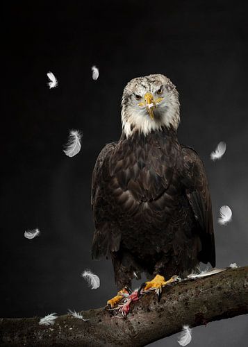 American Eagle by Fronika Westenbroek