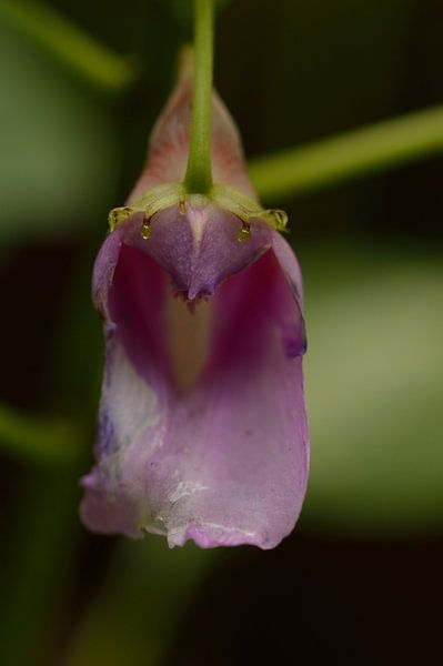 A joyful foxglove by Jeffry Clemens