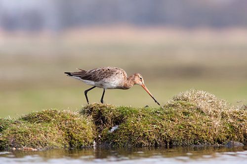 Grutto aan de waterkant