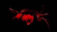 Red echinacea