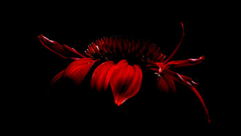 Red echinacea