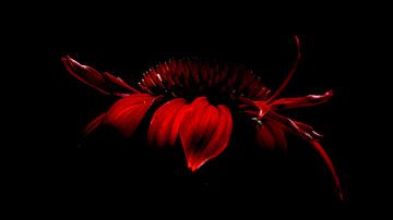 Rode echinacea van Ruud Overes