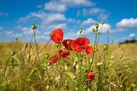 Poppy in the cornfield by Alexander Ludwig thumbnail