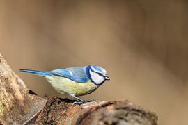 Blue tit (Cyanistes caeruleus)