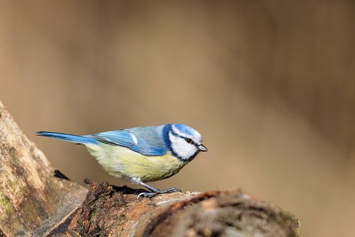 Mésange bleue (Cyanistes caeruleus)