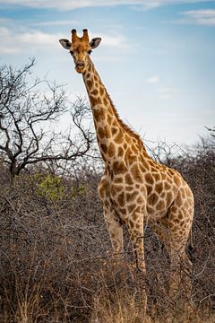 Grote Afrikaanse giraffe in Namibië, Afrika van Patrick Groß