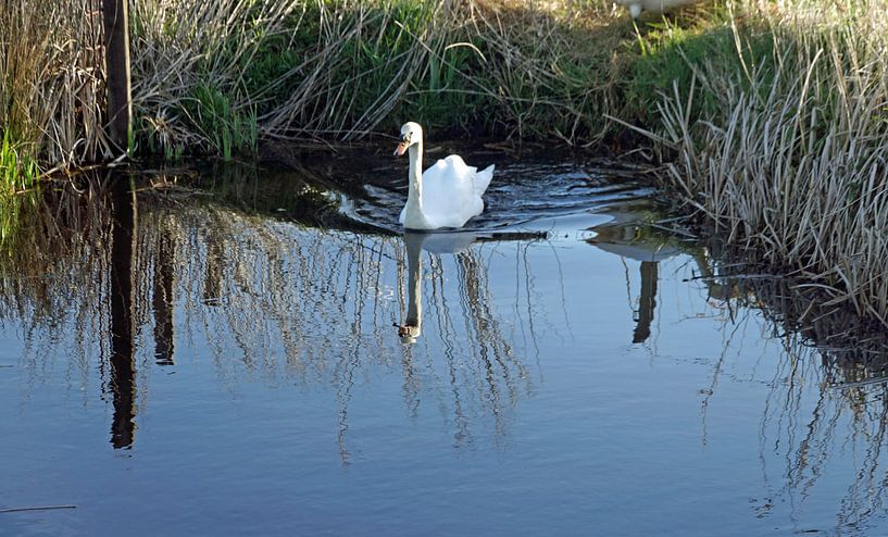 Schwan doppelt gespiegelt im Wasser von wil spijker