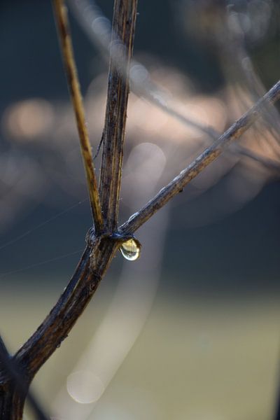 Abstract Nature by Ingrid de Vos - Boom