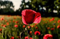 Poppy
