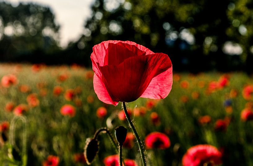 Poppy by Jacky Keeris