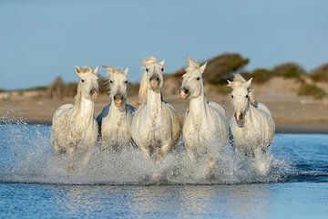 Paarden in de Camargue van Joan Gil Raga