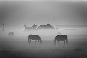 Grazende paarden in de mist bij Dorkwerd (zwart-wit)