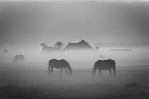 Grazing horses in the fog near Dorkwerd (black and white)