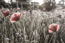 Poppy idyll | vintage color pop by Melanie Viola