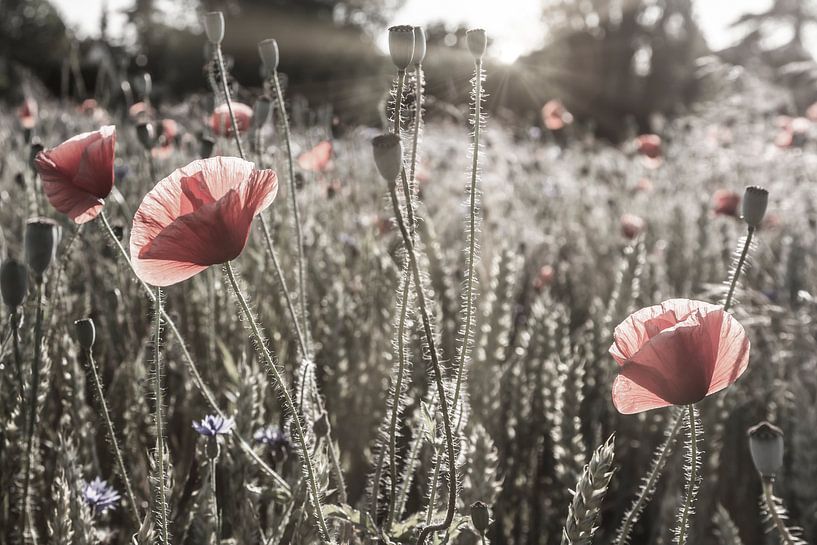 klaproos idylle | vintage kleur pop van Melanie Viola