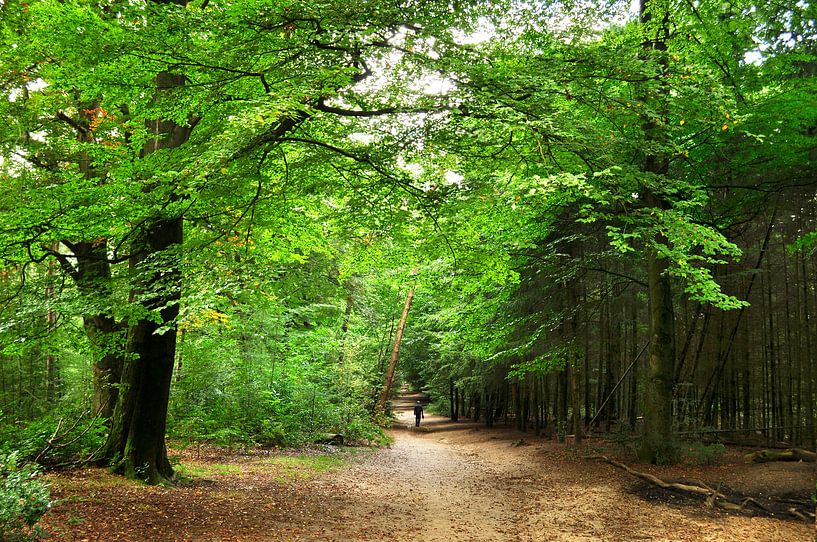 Ein Waldweg mit Wanderer von Corinne Welp