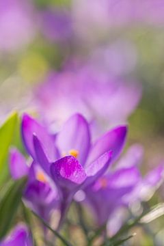 Krokus zonnebaden sur Chantal van Dooren