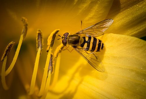Mooie Macro van bij op meeldraad.