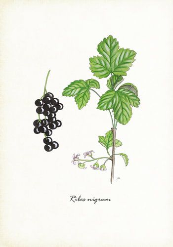 Schwarze Johannisbeere