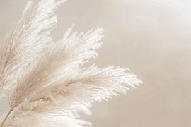 Pampas grass by Poster Art Shop