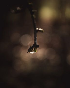 Sunlight droplet branch dark & moody van Sandra Hazes