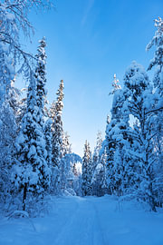 Paysage hivernal avec forêt et sentier à Äkäslompolo, en Finlande
