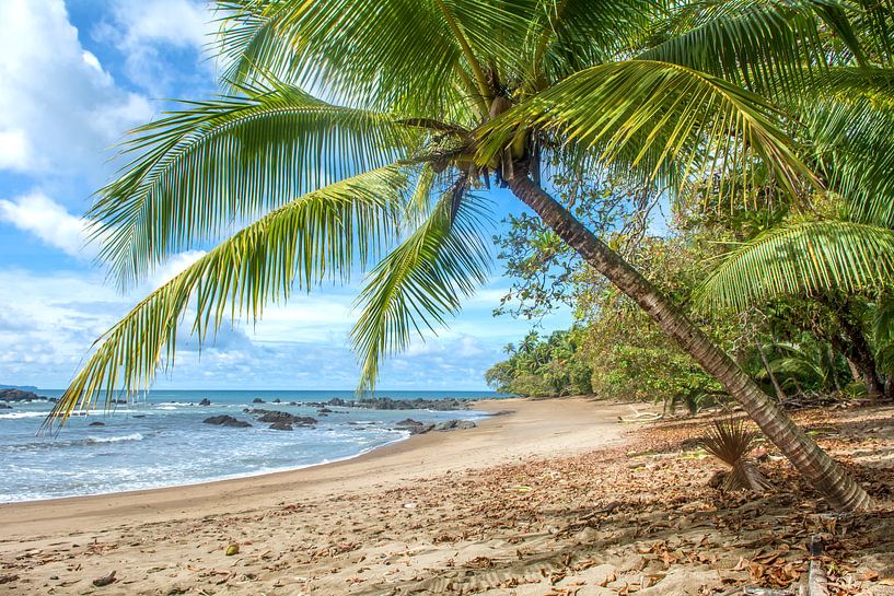 Strand in Corcovado NP in Costa Rica van Corno van den Berg