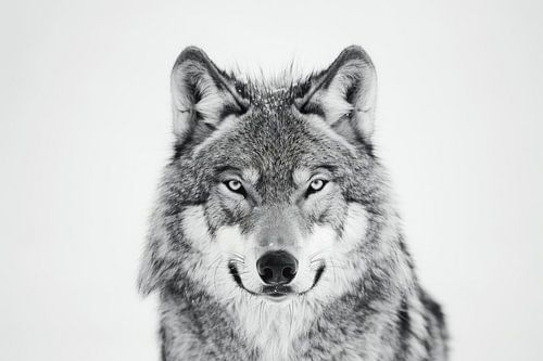 Wolf in zwart-wit