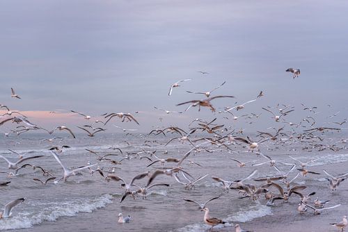 Meeuwen boven de kust