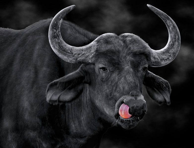 Boss in own nose by Maickel Dedeken